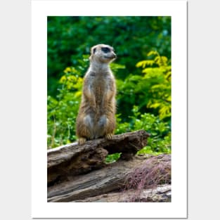 Meerkat Posters and Art